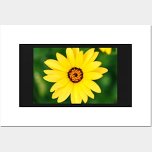 Yellow flower close-up against blurry green background Posters and Art